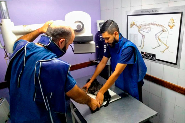 Diagnóstico por imagenes